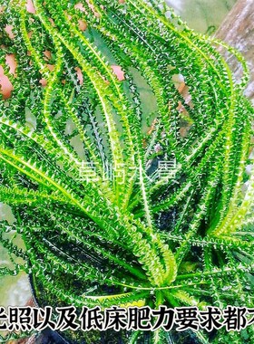 宽叶龙鞭细叶龙鞭稀有绿色懒人造景装饰阴性好养缸水鱼缸草淡水草