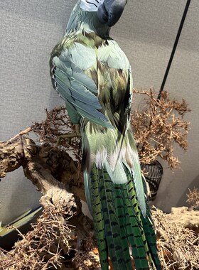 小鹦仿窗羽毛鸟鹉家居装饰橱真摆件高度60cm