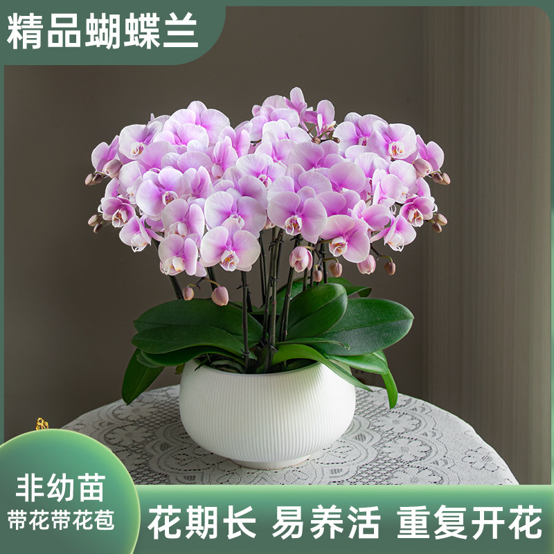 【大盆八梗】金色池塘蝴蝶兰盆栽带花客厅花卉乔迁鲜花节日礼物