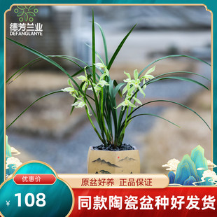 兰花苗名贵春剑隆昌素带花苞浓香型室内阳台客厅绿植物盆景盆栽