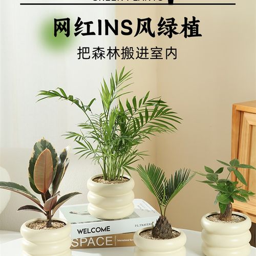 袖珍椰子绿植物盆栽客厅办公室内桌面四季常青好养花卉小盆景摆件