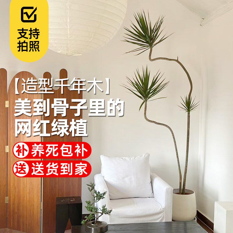 千年木青叶客厅绿植老桩室内网红大植物五彩马尾铁盆栽三色七彩铁