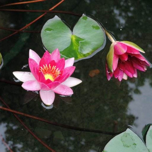 霞妃睡莲水培植物玫红色芳香四季种植盆栽室内花苗带花苞开花