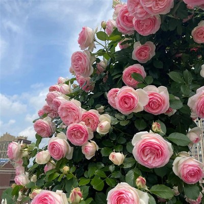 1号【粉龙】藤本月季大花浓香四季开花蔷薇花苗爬藤攀援花墙拱门