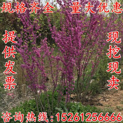 紫荆花树苗四季室外庭院开花紫荆树苗耐寒绿化工程苗南北方种植