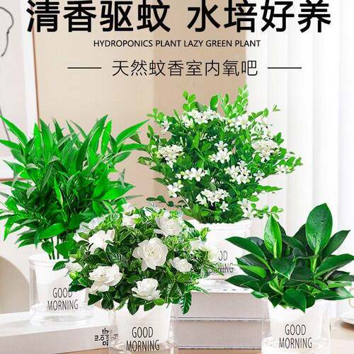 发树绿萝箩内盆栽花卉绿F98JS6T6植幼儿园公桌室面水财培植室物客