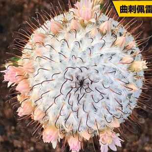 曲刺佩雷仙人球 稀有粉花勾刺乳突球属仙人掌多肉植物桌面防辐射
