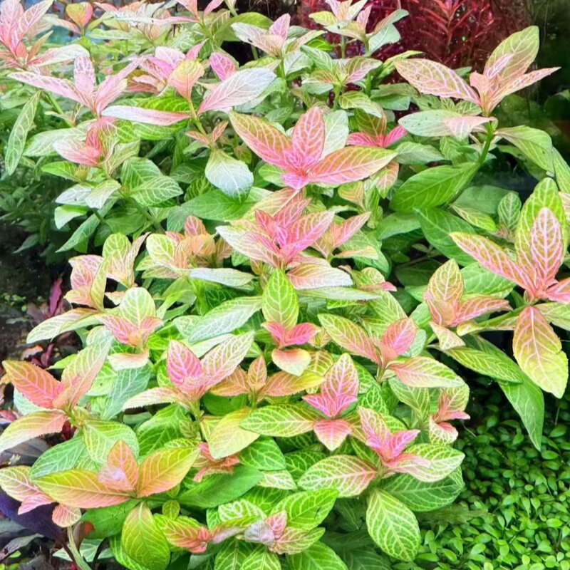 红丝青叶坨草鱼缸阴性红色水草造景新手好养易发色无需二氧化碳