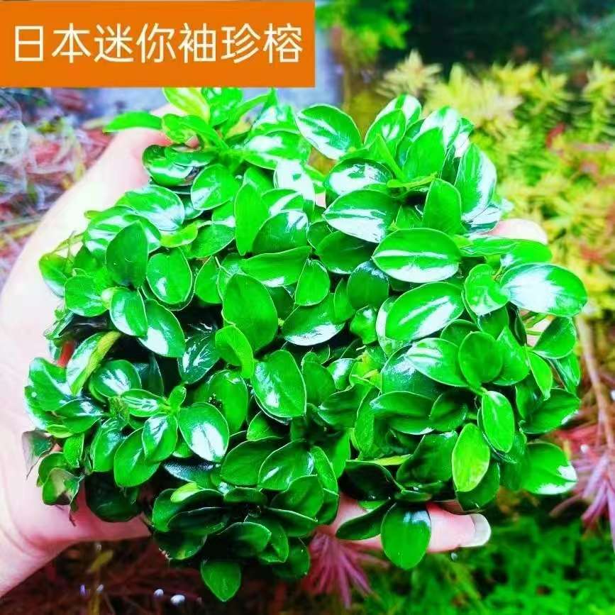 日本迷你榕鱼缸造景好养水草图片
