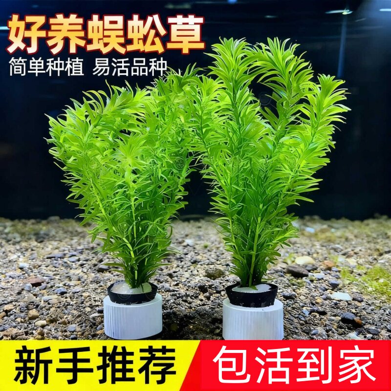 蜈蚣草鱼缸造景绿植阴性水草新手懒人好养净化水质增氧后景真水草