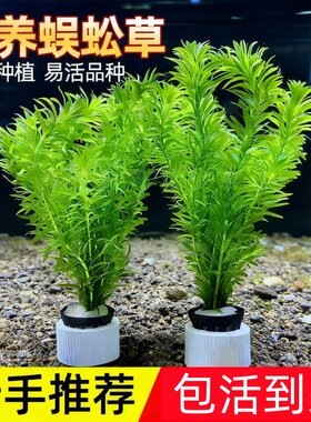 蜈蚣草水草鱼缸造景绿植阴性水草