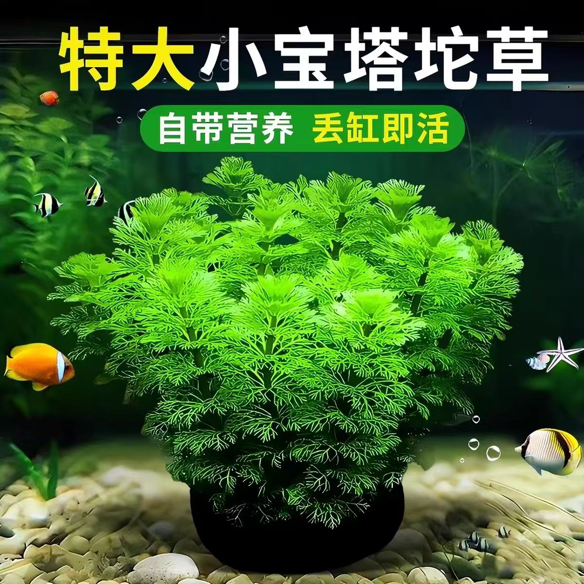 小宝塔坨草鱼缸造景植物真草