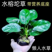 大叶巴榕坨草水榕水草真草鱼缸造景养鱼新手懒人阴性好养活绿植