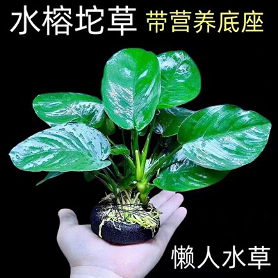 大叶巴榕坨草水榕新手易养鱼缸