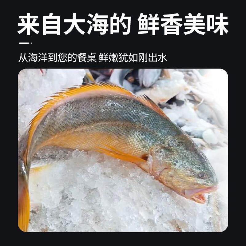 大黄花鱼商新海冷冻生鲜小286黄花鲜鱼宁德深海鱼黄鱼鲞鲜鱼类整