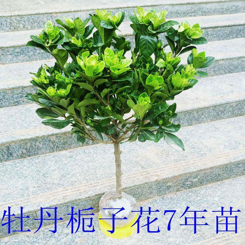 栀叶子花苗室大内阳XXD台盆栽独杆庭院四季树开花浓香小牡丹栀子