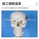 医学骨骼模型170CM人体模骨骼模型教学型骨架解关节教471剖学模型