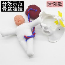 分娩示范迷你骨盆模型含胎儿/脐带/胎盘孕妇学校示教骨盆娃娃模型