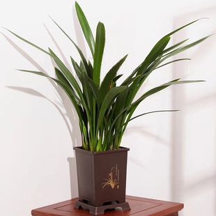 兰花盆栽直销墨兰企黑名贵浓香宽叶兰花苗花卉绿植物室内四季好养