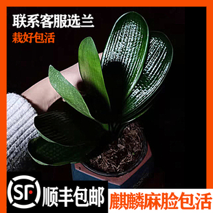 鞍山四季精品麒麟麻脸粗筋君子兰苗盆栽高档室内好养活绿植物花卉