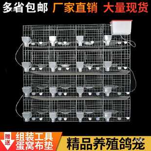 鸽子笼家用特大号鸽子笼子繁殖配对养殖笼肉种鸽元宝养鸽子笼