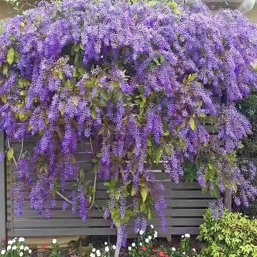紫藤花苗四季开花爬藤植物阳台盆栽庭院攀援树苗丰花耐寒老桩树苗