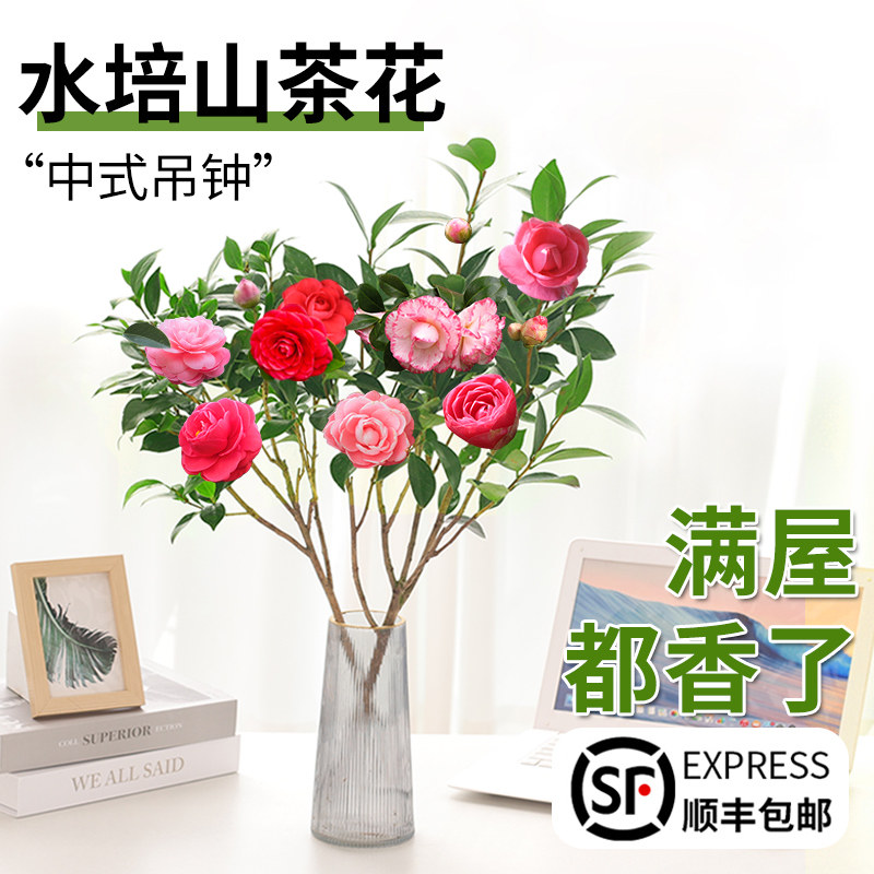 水培山茶花盆栽树苗水养四季开花卉植物鲜切花浓香型室内好养绿植
