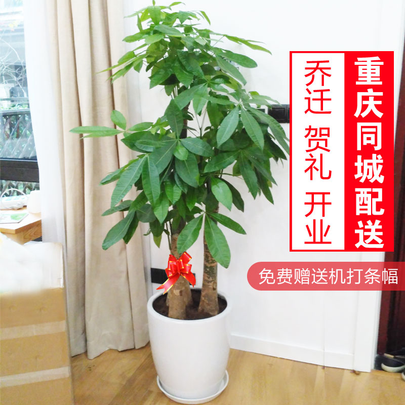 乔迁送礼开业重庆大型绿植步步高水泥盆植物发财树其他咖啡盆栽