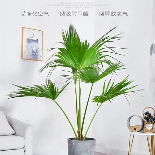 蒲葵观叶大叶落地绿植盆栽室内外阳台四季常绿净化空气网红植物