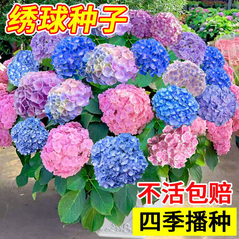 绣球花种籽子适合室外播种四季开花卉盆栽多年生庭院种植混色花籽