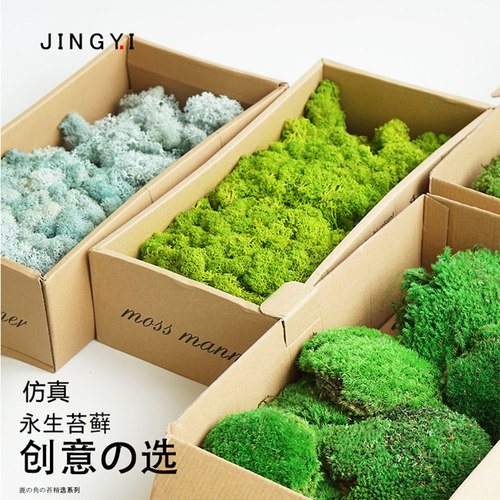 永生花苔藓白发藓苔藓块LOGO墙仿真植物墙永生鹿苔盆景装饰绿植