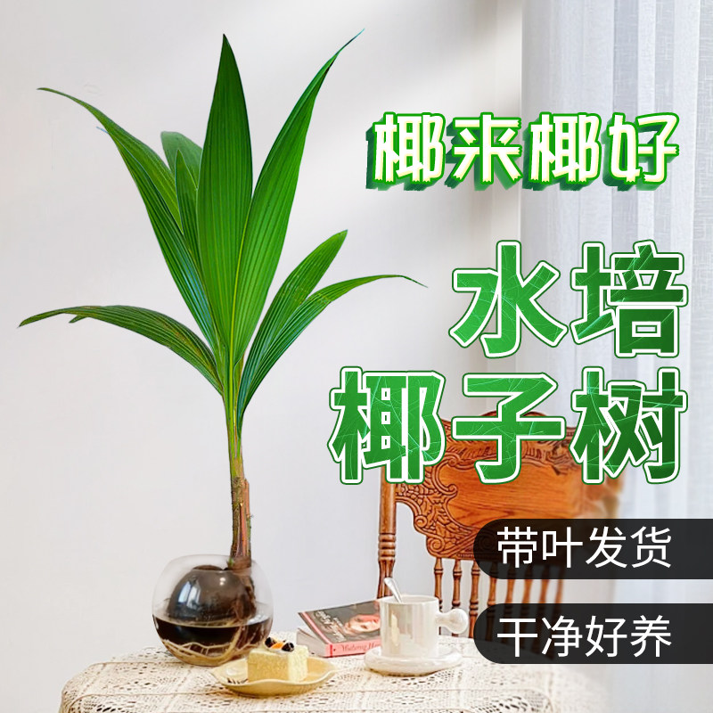 水培椰子果树苗盆栽客厅阳台办公室内好水养水果可食用桌面绿植物