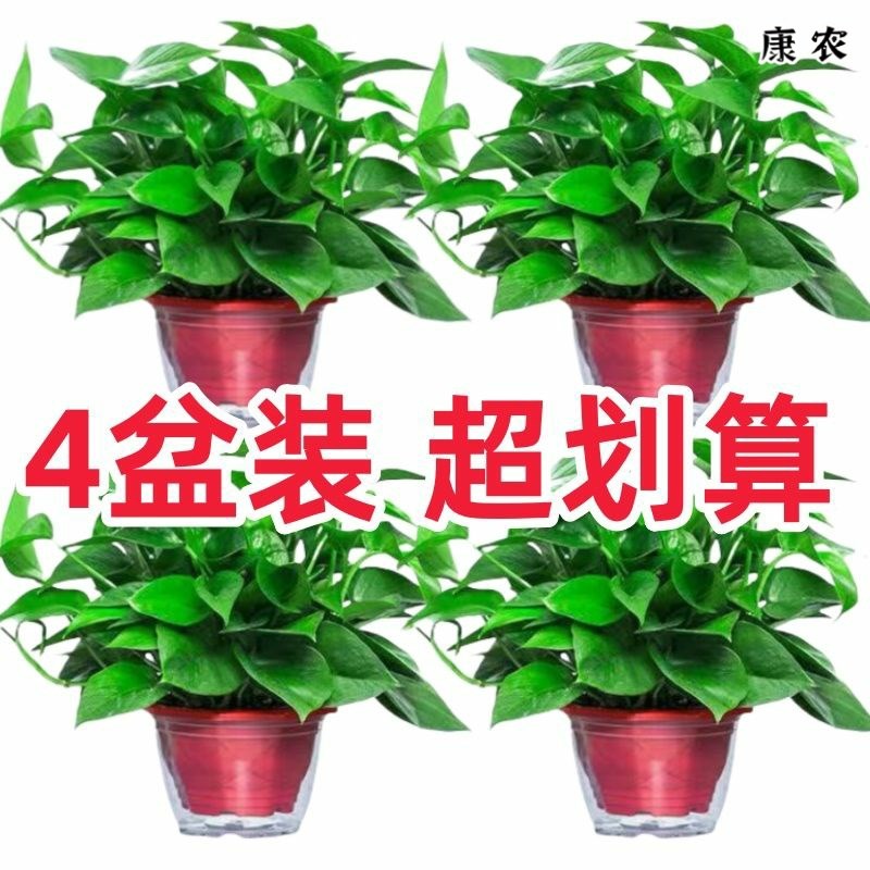 4盆装超画算绿萝厚叶s植物净化空气呼吸叶客厅室内植物客厅绿