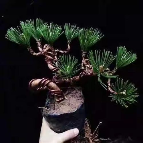 五针松黑松盆景树桩矮霸造型盆景实物 老桩M短针大板松罗汉松包邮