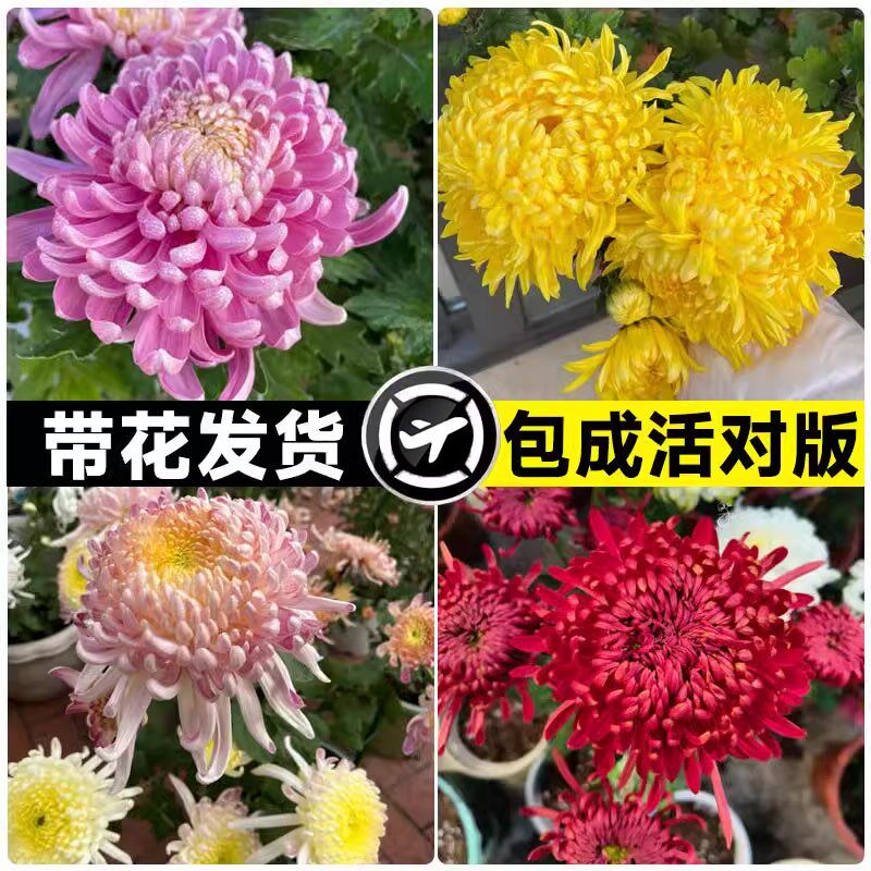 菊花盆栽带花苞室内外花苗九月菊千头菊鲜花四季开花球菊花卉植物