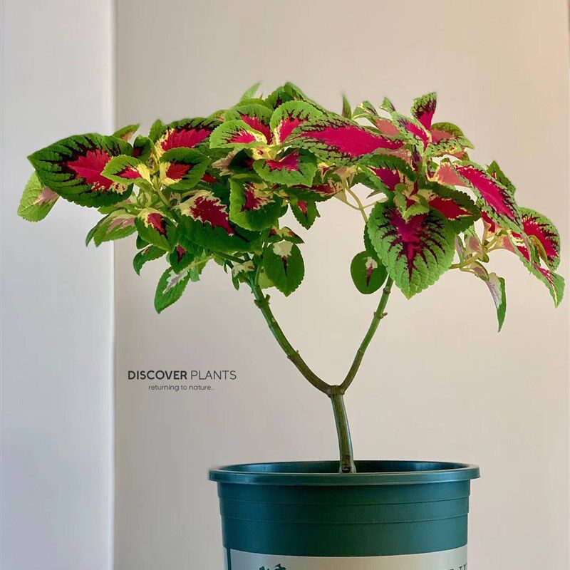 发现植物/彩叶草五彩苏盆栽四季观叶好养植物庭院花园阳台绿植