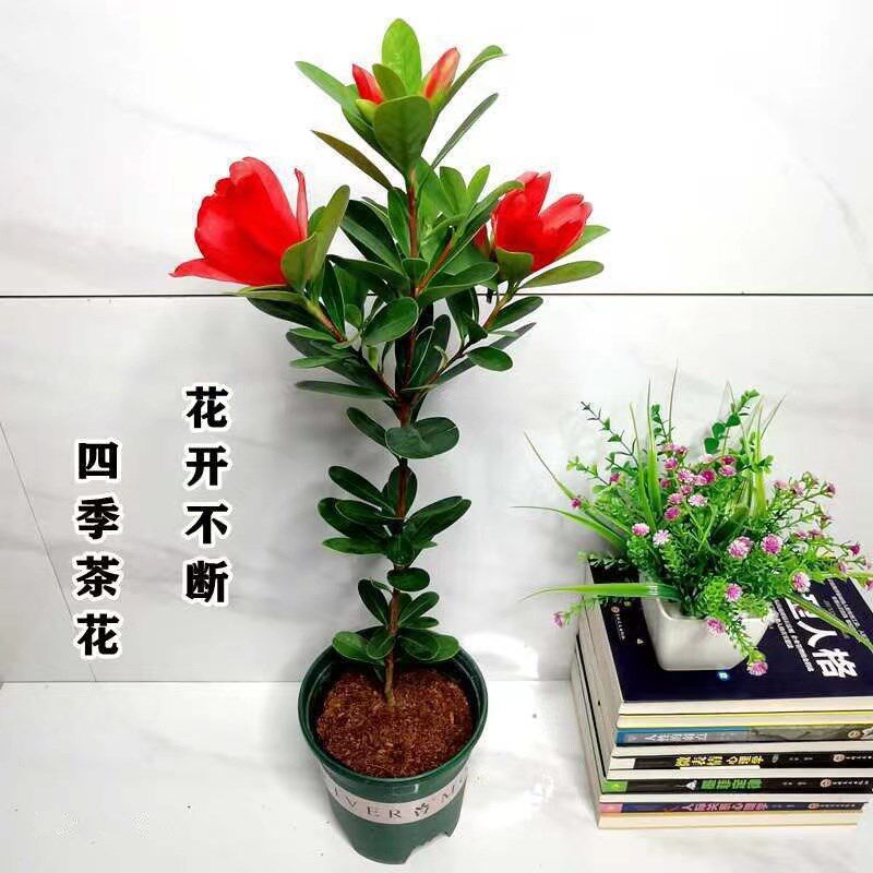 四季茶花盆栽室外庭院绿植室内阳台开花植物杜鹃红山茶花盆栽植物
