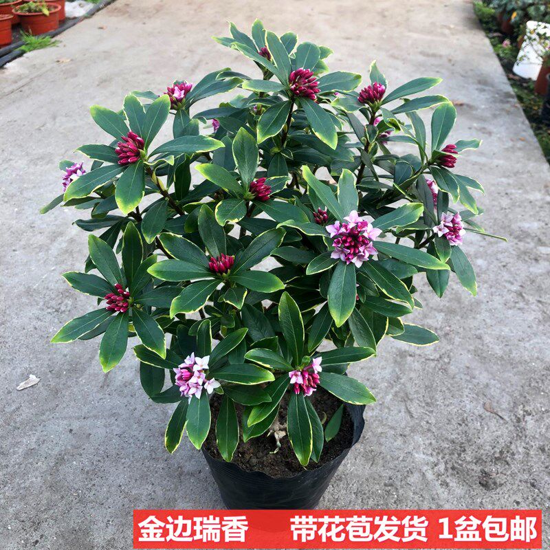 金边瑞香盆栽浓香型带花苞室内老桩客厅观花植物耐寒花卉四季开花