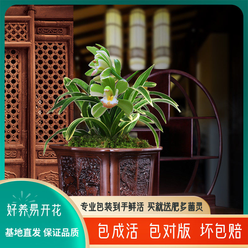 兰花盆栽植物矮种名贵花卉金边凤凰冠兰草室内盆景兰花苗带花苞香