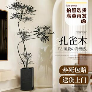 孔雀木绿植室内客厅大型植物办公室落地式大盆栽真花好养大号禄植