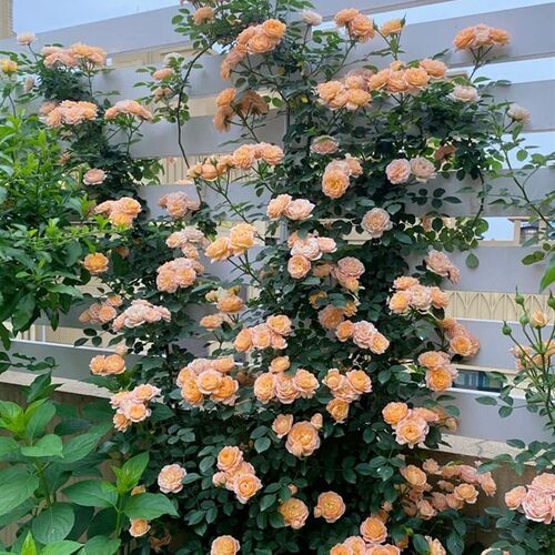 蔷薇花苗无刺月季花甜梦爬藤月季橙色多季开花藤本大苗四季好养活