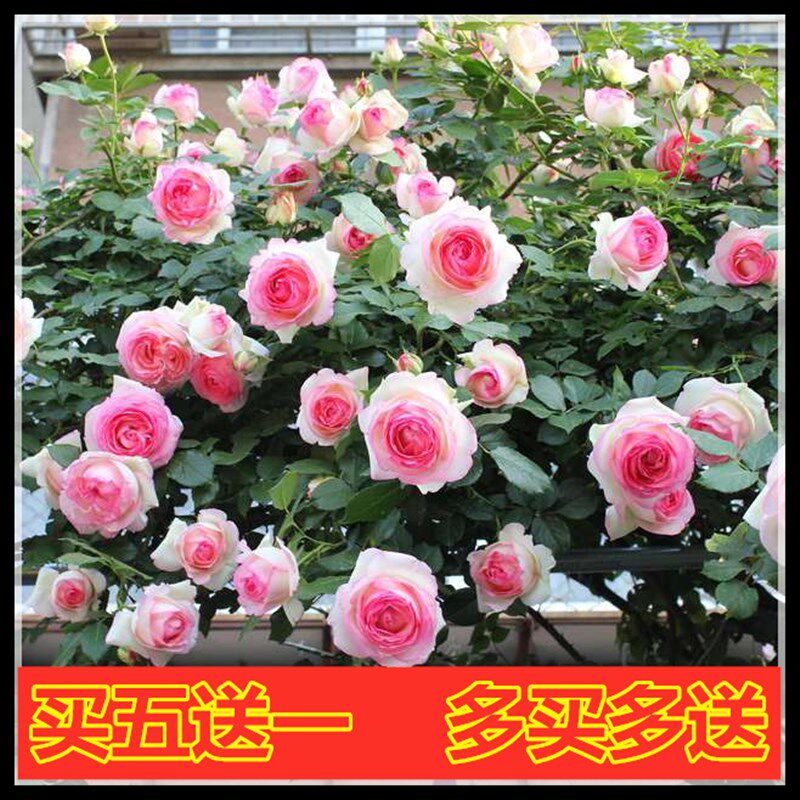 庭院攀援花卉植物蔷薇花苗带花藤本爬藤大苗月季多季开花藤本植物