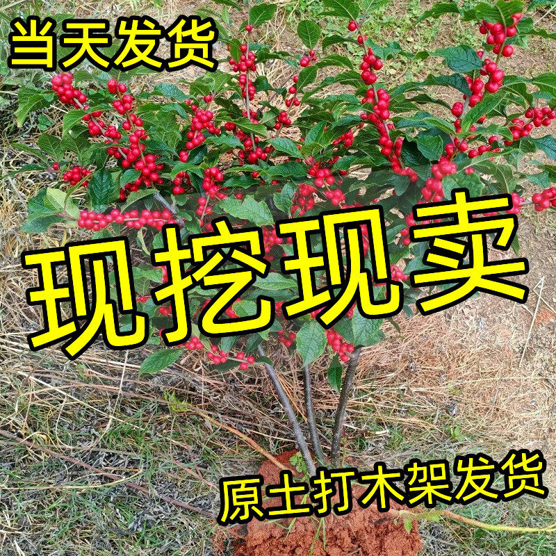 进口北美冬青盆栽耐寒树苗带果发货庭院植物室内外观赏高端年宵花
