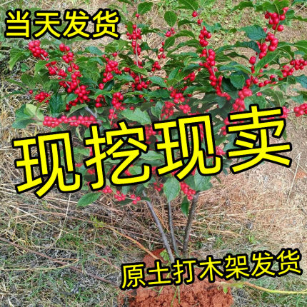 进口北美冬青盆栽耐寒树苗带果发货庭院植物室内外观赏高端年宵花