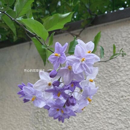 蓝花悬星藤不怕热不怕冷四季开花 多年生 星星花朵 庭院阳台花园
