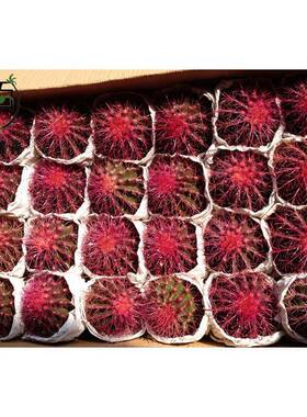 【地直供】盆小DCI室栽仙人球内植物基24个紫色美琥