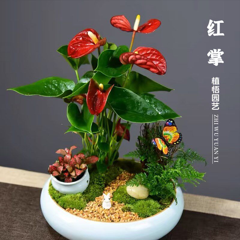 红掌盆栽一帆风顺盆景鸿运当头办公室内客厅花卉绿植四季好养植物