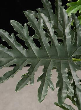 仿真植物树XCL春羽树发财树内大型绿装植盆室栽客厅落地盆景假饰