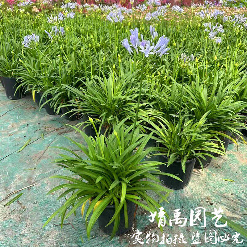 矮生百子莲盆栽带花大苗阳台庭院四季开花种球客厅好养鲜花卉绿植