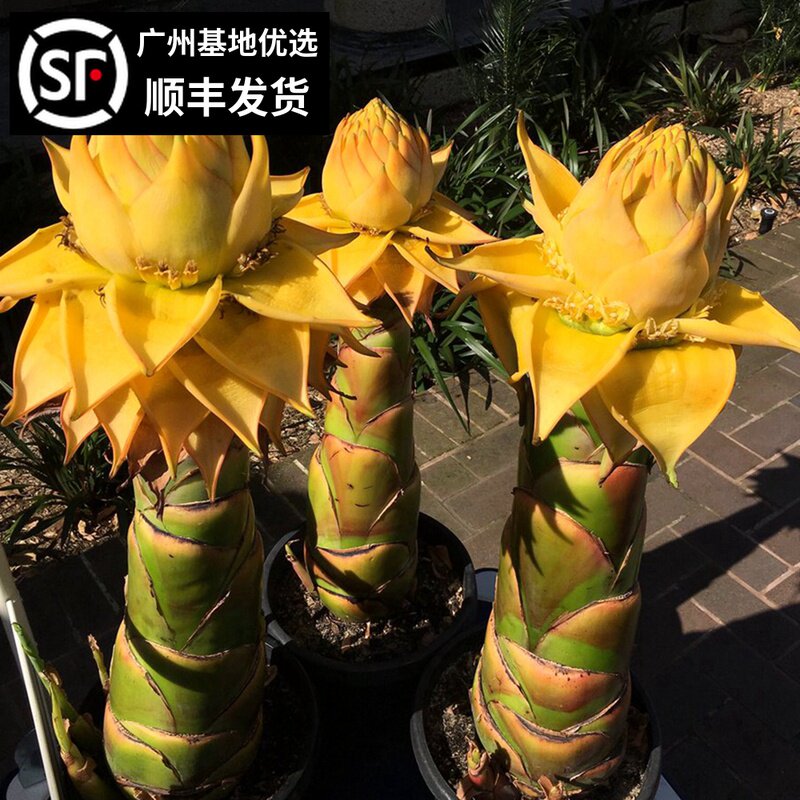 地涌金莲 千瓣莲佛陀花庭院阳台花园花卉盆栽绿植景观树250天花期